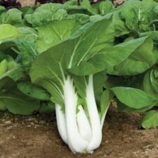 Joi Choi Pak Choi plants for sale_Utica NY