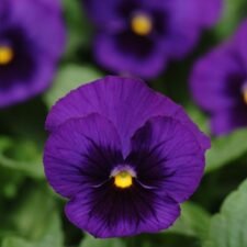 Panola Blue Blotch Pansy plants for sale_Utica NY