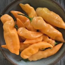 Sugar Rush Peach Hot Pepper plants for sale_Utica NY