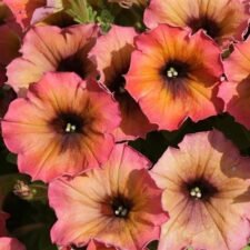 Cascadias Arizona Sky Petunia plants for sale-Utica NY