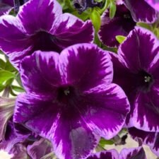 Crazytunia Cosmic Violet Petunia plants for sale-Utica NY