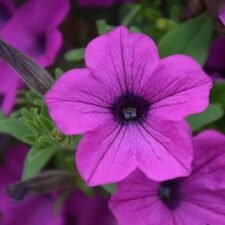 Dekko Deep Lavender Petunia plants for sale Utica NY