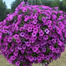 Dekko Deep Lavender Petunia hanging basket-Utica NY