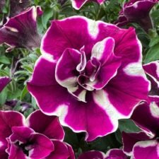 Double Stuff Bordeaux Star Petunia plants for sale Utica NY