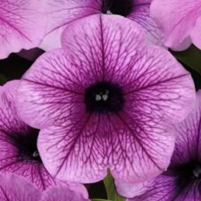 Easy Wave Plum Vein Petunia plants for sale_Utica NY