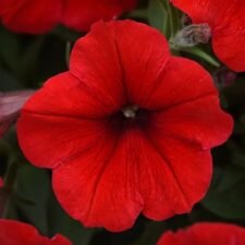 easy-wave-red-petunia-plants-for-sale-utica-ny