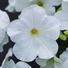 Easy Wave White Petunia plants for sale Utica NY