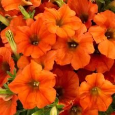 THE ORANGE! Petunia plants for sale_Utica NY