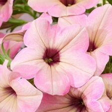 Tea Flamingo Petunia plants for sale-Utica NY