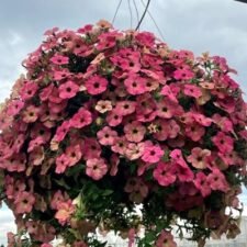 Tea Flamingo Petunia hanging basket-Utica NY