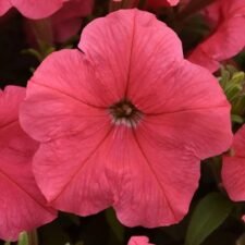 Easy Wave Coral Petunia plants for sale Utica NY