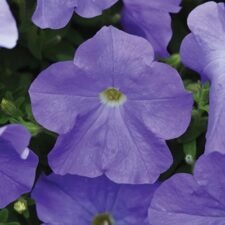 Easy Wave Sky Blue Petunia plants for sale-Utica NY