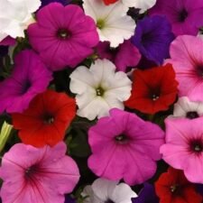 easy-wave-mix-petunia-plants-for-sale-Utica-NY