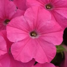 Easy Wave Pink Petunia plants for sale-Utica NY