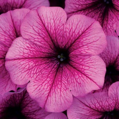 Petunia-easy-wave-rose-fusion-plants-for-sale-near-utica, NY