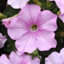 Easy Wave Pink Pearl Petunia plants for sale_Utica NY