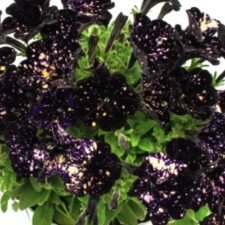 Discoball Black Petunia plants for sale_Utica NY