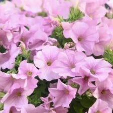 Pink Pearl Petunia hanging basket_Utica NY