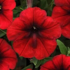 Easy Wave Red Velour Petunia plants for sale_Utica NY