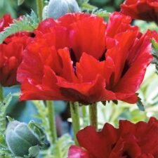 Crimson Red Poppy plants for sale-Utica NY