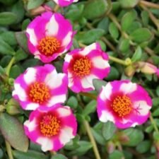 SeaGlass Pink Lady Portulaca plants for sale_Utica NY
