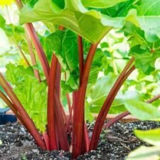 Victoria Rhubarb plants for sale-Utica NY