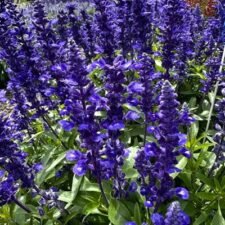 Midnight Candle Salvia plants for sale-Utica NY