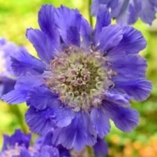 Fama Blue Scabiosa plants for sale_Utica NY
