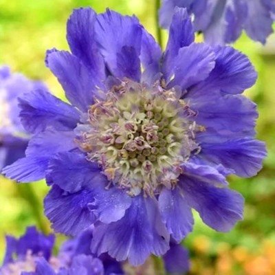 Fama Blue Scabiosa plants for sale_Utica NY