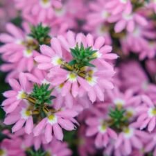 Surdiva Fashion Pink Scaveola plants for sale_Utica NY