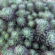 stonecrop-oracle-sedum-plants-for-sale
