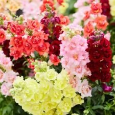 DoubleShot-Mix-Snapdragon-plants-for-sale-Utica-NY