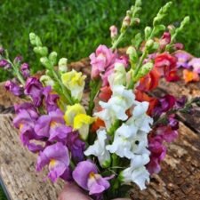 Rocket Mix Snapdragon plants for sale_Utica NY