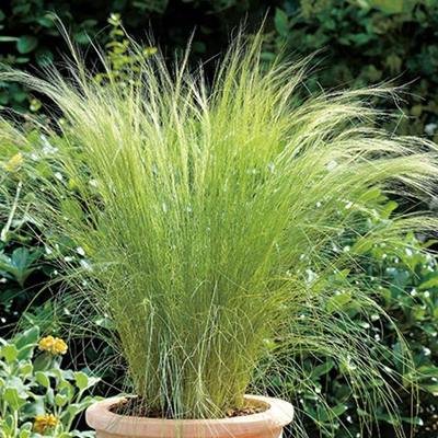 Mexican-feather-grass-Stipa-Angel-Hair-Grass-plants-for-sale