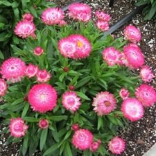 Strawflower-Bracteantha-Granvia-Pink-plants-for-sale_Utica NY