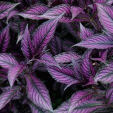 Persian Shield plants for sale-Utica NY