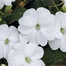 Compact White SunPatiens plants for sale-Utica NY