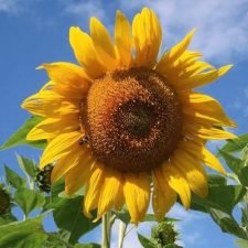 mammoth-grey-stripe-sunflower-plants-for-sale