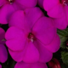 Compact Royal Magenta SunPatiens plants for sale_Utica NY