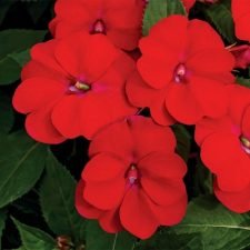 Vigorous Red Sunpatiens plants for sale