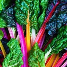 bright-lights-swiss-chard-plants-for-sale-utica-ny