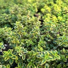 Golden-Lemon-Thyme-plants-for-sale-Utica NY