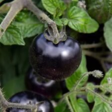 Akoya-Tomato-Plants for sale_Utica NY