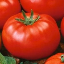 Big Beef Tomato plants for sale near Utica, NY