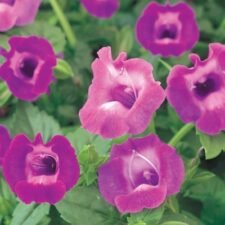 Summer Wave Amethyst torenia_Wishbone Flower plants for sale_Utica NY