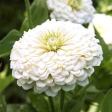 Benarys-Giant-White Zinnia-plants-for-sale-Utica-NY