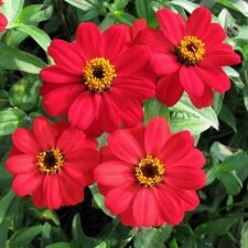 profusion-red-zinnia-plants-for-sale-utica-ny