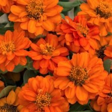 profusion-double-fire-zinnia-plants-for-sale