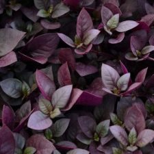purple-prince-alternathera-plants-for-sale-utica-ny
