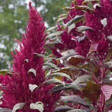 garnet-red-amaranth-plants-for-sale
